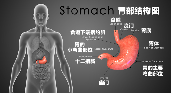 20250208_Stomach 01